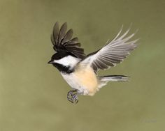 a black and white bird flying through the air with it's wings spread out