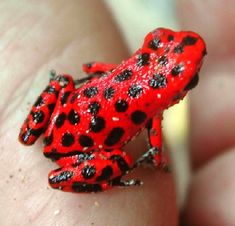 a red and black frog sitting on top of a person's hand