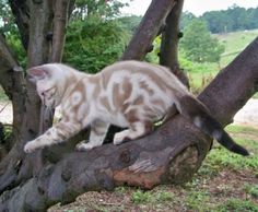 a cat that is standing on top of a tree branch with an angel wing in it's mouth