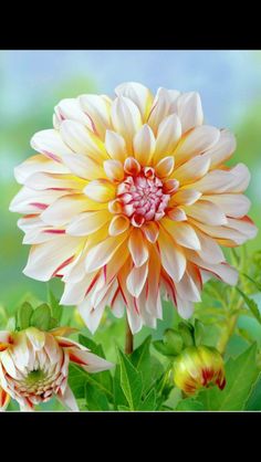 an orange and white flower with green leaves