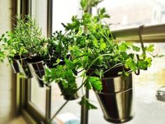 three pots filled with plants sitting on top of a window sill