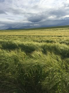 a large field full of green grass under a cloudy sky