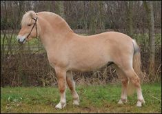 a light brown horse standing on top of a lush green field next to tall trees