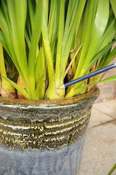 a potted plant with some green plants growing out of it's bottom half