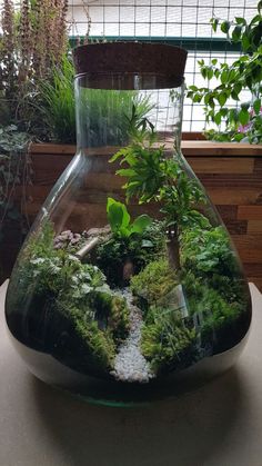 a glass vase filled with plants on top of a table