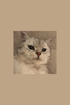 a white cat sitting on top of a couch next to a wall and looking at the camera