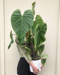 a woman holding a potted plant with large green leaves on it's back