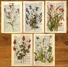 four different types of wildflowers on an old book page, with the pages turned upside down