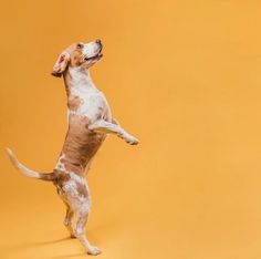 a brown and white dog standing on its hind legs