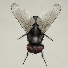 a close up of a fly insect on a white background with red eyes and black wings