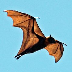 a bat flying through the air with its wings spread