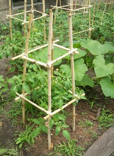 an outdoor vegetable garden with bamboo sticks and plants growing in the ground next to it