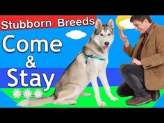 a man kneeling down next to a dog with the words stubborn breeds come and stay