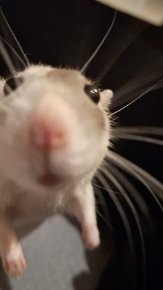 a close up of a rat looking at the camera