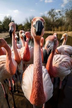 a group of flamingos are standing in the water near each other and looking at the camera