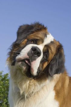 a large brown and white dog standing in front of a blue sky