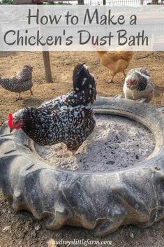 chickens are standing around in an old tire