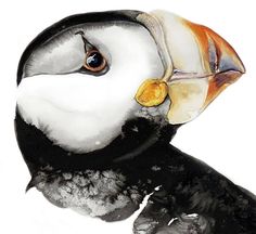 a painting of a toucan bird with an orange beak and black body, on white background