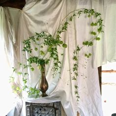 two vases filled with green plants sitting on top of a table next to a curtain