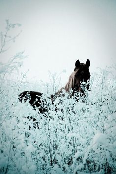 the horse is laying down in the tall grass