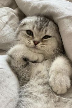 a grey and white cat laying on top of a bed under a blanket with its paws up