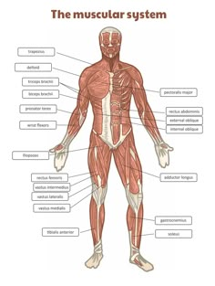 the muscular system is shown with labels on its chest, arms and back muscles are labeled in