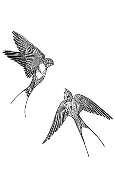 two birds flying side by side in the air