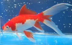 a goldfish in an aquarium looking at the camera