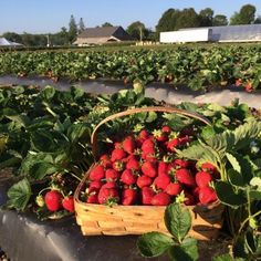 a basket full of strawberries sitting in the middle of a field