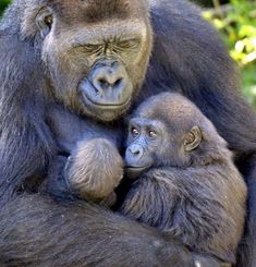 a mother gorilla and her baby are sitting together