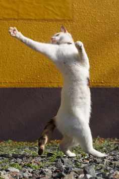 a cat standing on its hind legs in the air