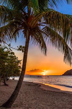 a palm tree sitting on top of a sandy beach next to the ocean at sunset