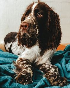 a brown and white dog laying on top of a blue blanket