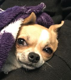 a small dog is wrapped in a purple blanket