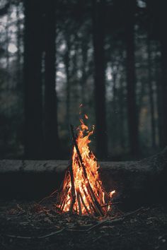 a campfire in the middle of a forest