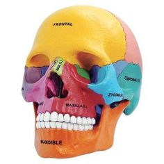 a colorful human skull with the bones labeled in different colors and names on it's face