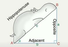 the hippopotamuse and its height are shown in this diagram, as well as