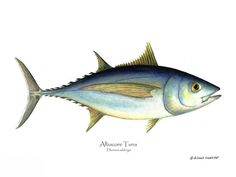 a drawing of a blue fish on a white background with the words alohore tuna