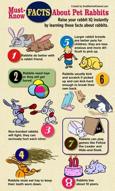 the top ten things to know about pet rabbits in your home info for pets and their owners