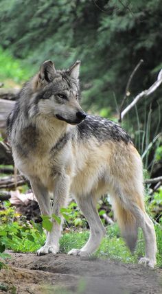 a wolf standing on top of a dirt road