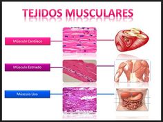 the muscles are labeled in spanish and have different types of muscles, including stomach