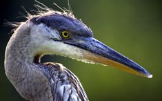 a close up of a bird with a long neck and yellow eyes looking at the camera