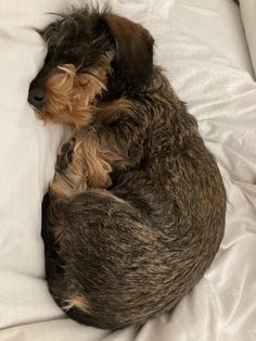 a small dog curled up on top of a bed