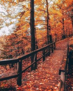 a wooden walkway surrounded by trees with leaves on the ground