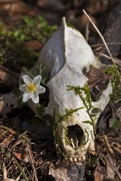 an animal skull with moss growing on it's side and a flower in its mouth