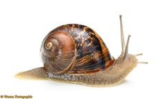 a close up of a snail on a white background