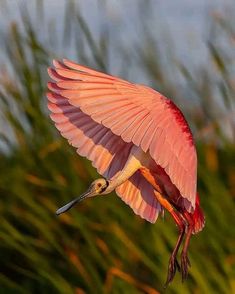 a pink bird flying through the air with its wings spread out and it's beak open