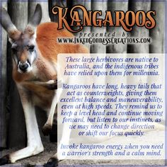 kangaroos are the most recognizable animals in australia, and they also have long legs