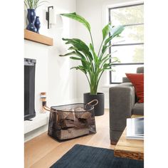 a living room filled with furniture and a large potted plant in the middle of the room