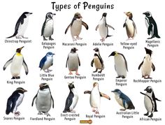 different types of penguins are shown in this image, with the names and description below